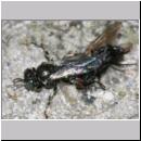 Oxybelus bipunctatus - Fliegenspiesswespe w27 5mm mit Fliege - OS-Wallenhorst-Tongrube-Lehmwiese.jpg